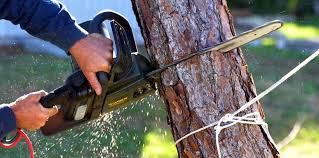 Best Tree Disease Treatment  in Okolona, MS